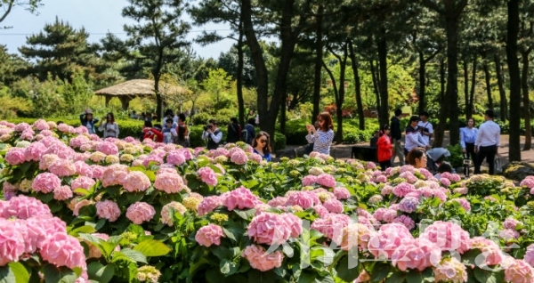 휴애리의 수국스팟