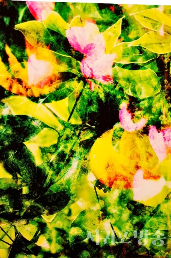 한라봉 동백꽃 유채밭 녹사진을 합성한 사진으로 제주의 원래 모습이 망가져가는  상태를 표현한 작품.어느 순간부터 제주의 것이 아닌 점점 “다른 곳에도 있는 것”이 되어 안타까운 마음이 들게 만든다.