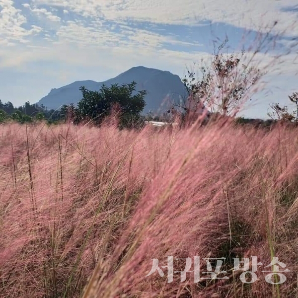 카페 마노르블랑의 핑크뮬리 전경