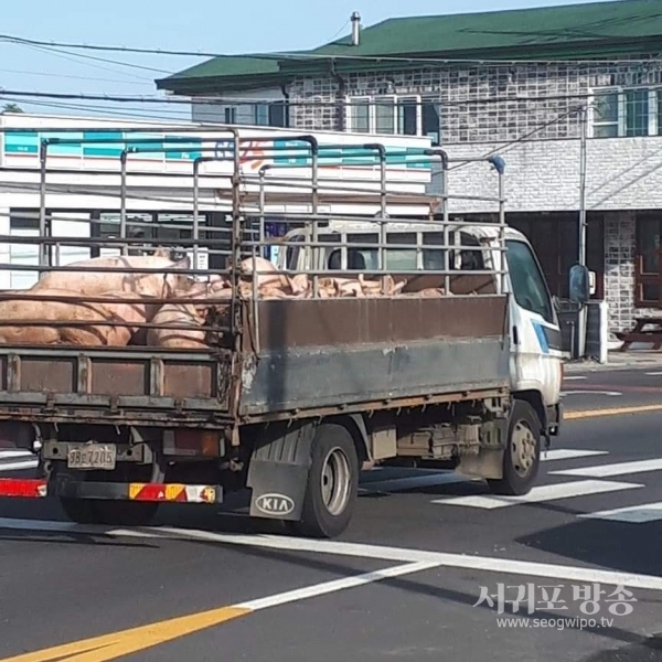 양돈 운송차량들이 금악리 마을 안길을 누비며 지나갈 때 냄새가 장난이 아니라고 호소하고 있다.