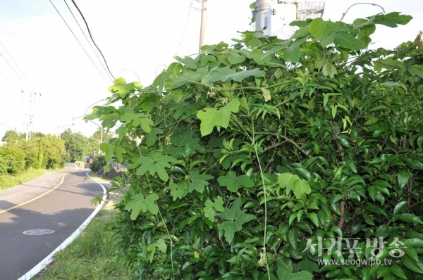 하귤나무들이 칡덩굴로 덮여 하늘을 가리고 있다.