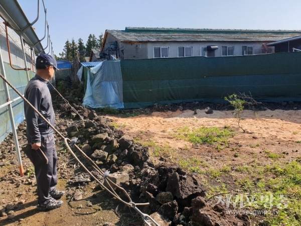 19일 오전 9시 30분경 분뇨유출된 감귤밭에 톱밥을 뿌려논 모습의 사진