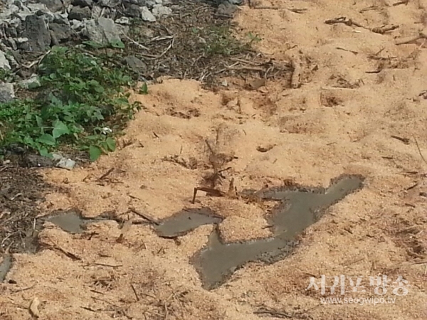 20일 오전 10시 톱밥을 뿌린 위에 또다시 양돈분뇨가 유출된 모습의 사진