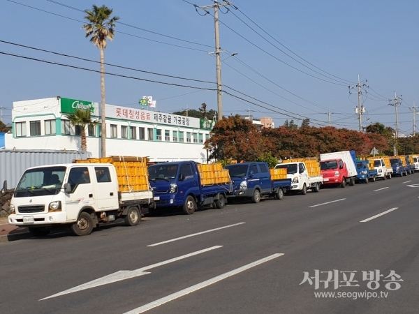 13일 신례리에 가공용 감귤을 납품하기 위헤 줄지어 서있는 트럭들...