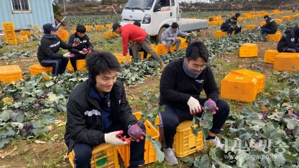 콜라비 수확 현장 일손 돕기