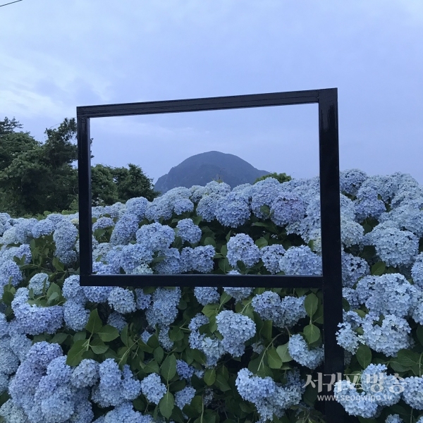 안덕면 2019년 수국축제 사진