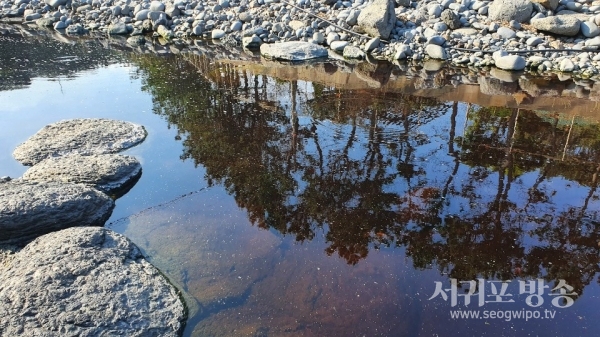 지난 26일 중문골프장에서 유출된 가축분뇨 액체비료 약 350톤이 예래천으로 유출됐다.