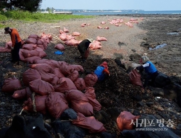 남원읍은 지난 22일 주요 해안변 일원으로 밀려든 각종 해양쓰레기 및 괭생이 모자반 수거 활동을 전개했다.