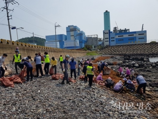 안덕면 화순어촌계 60여명은 발전소 주면 마을어장으로 대량 유입된 괭생이모자반 15톤가량을 수거했다.