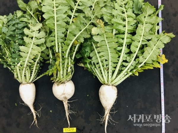 동부농업기술센터, 겨울철 저온에 강하면서 무청 생산성이 높은 제주 재래무(단지무)를 월동무를 대체할 동부지역 특화작물로 육성한다.