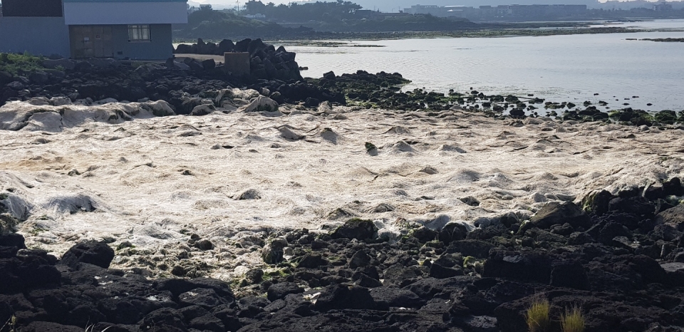 성산읍 오조리 소재의 한 해변에 바다에서 떠밀려온 파래가 수북히 쌓여있다.