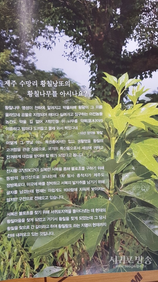 황칠에 대한 효능을 설명해주고 있다.