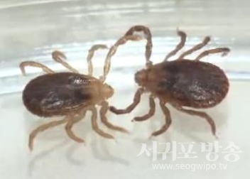 진드기 이미지 사진