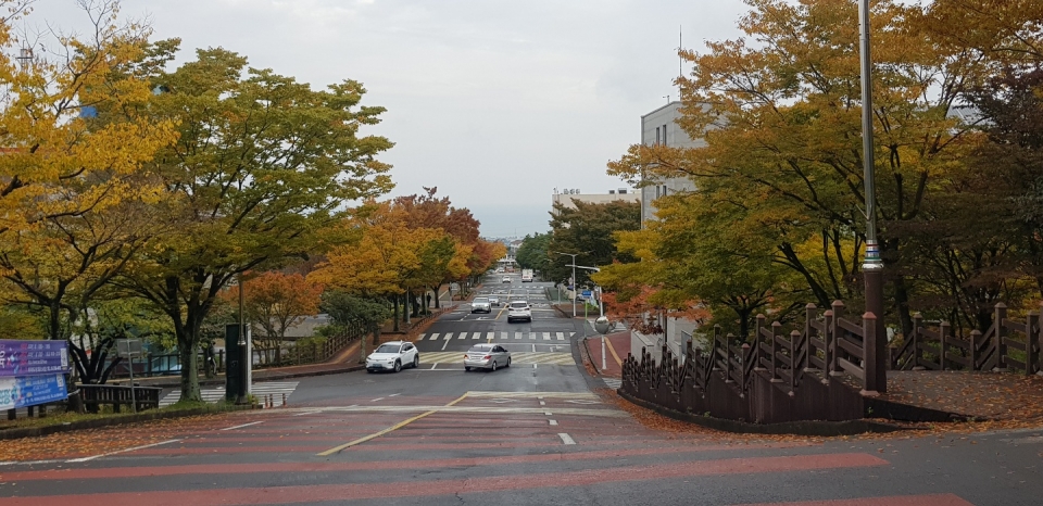 제주대학교 경상대학에서 바라본 단풍 모습..