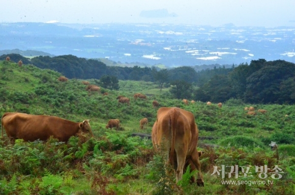 하원마을공동목장 전경