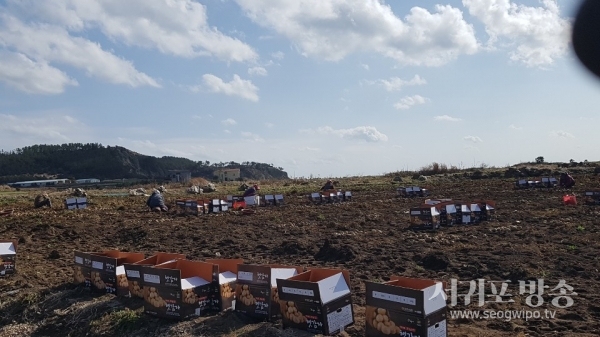 사진) 제주 최남단 햇감자 수확현장, 모슬포 알뜨르 비행장 입구 감자밭 햇감자 수확풍경