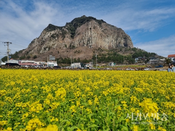 산방산과 제주 유채꽃의 아름다운 조화