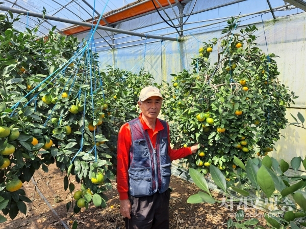 지난 19일 올해산 첫 하우스감귤이 서귀포시 남원읍 수망리 김달식 농가 과원에서 수확됐다