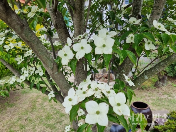 산딸나무 꽃