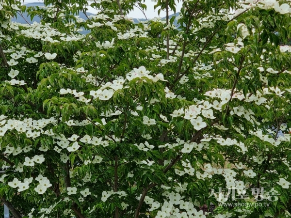 산딸나무 꽃이 만발하다