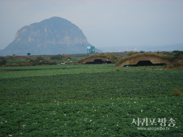 일제강점기 모슬포 알뜨르비행장 과 산방산