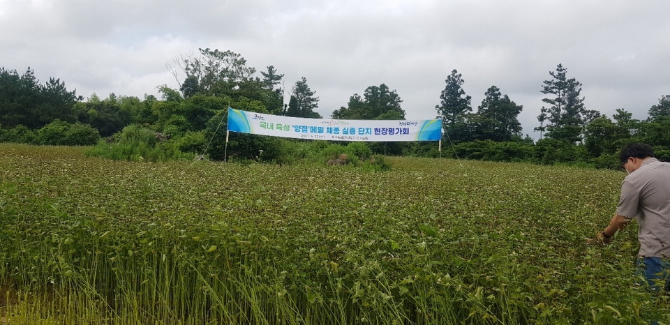 성산읍 삼달리에서 '양잘' 메밀 채종 실증 단지 조성 평가회를 실시하고 있다(사진 고기봉 기자)