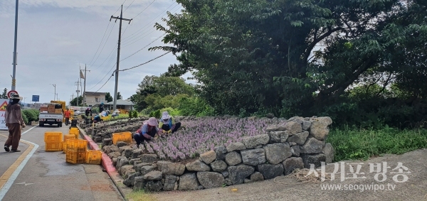 안덕면, 주요 도로변 사계절 꽃피는 거리 추진