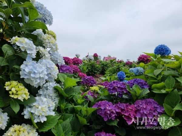 파더스가든 수국동산 전경