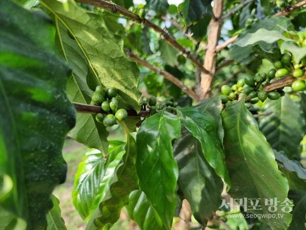 제주커피수목원내 커피나무에 커피가 달려있다