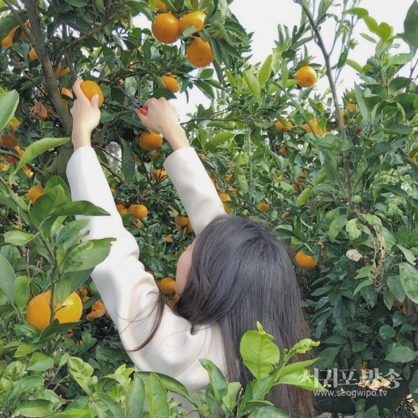 가을에는 감귤따기 체험도 인기다