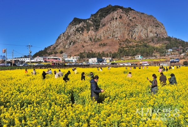 산방산 유채꽃