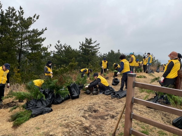 제주 성산포 라이온스 회원들이 올레1코스 힐링 라이온스 숲길 조성을 위래 나무를 심고 있다