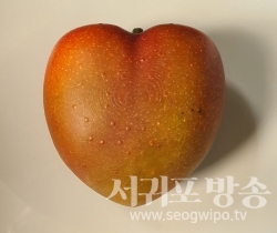 제주산 하트모양 애플망고