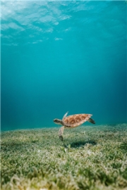 ▲ 해초 사이를 헤엄치는 바다거북 (사진 Unsplash)