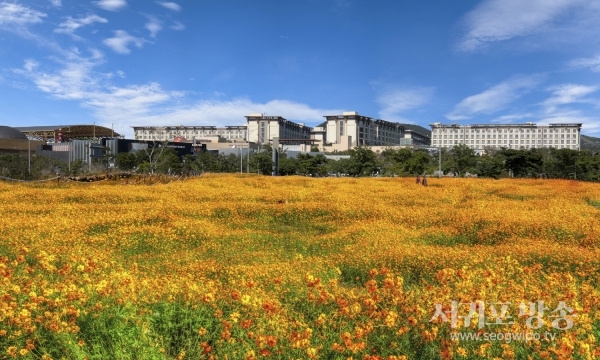 제주신화월드, 야성미 넘치는 황화코스모스 잔치로 가을 여행객 사로잡는다