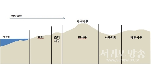▲일반적인 해안사구의 구조(출처 : 국립생태원). 바다거북은 바닷물이 드나드는 해빈을 넘어서 초기 사구 이상부터 알을 낳는 것으로 보인다.