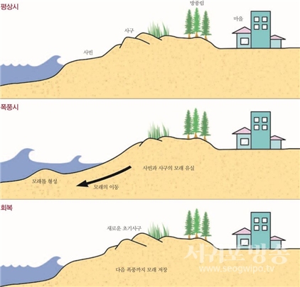 ▲ 해안사구의 모래 보충 기능(그림 : 최광희)