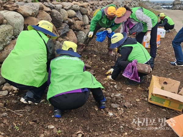 (사)자연보호중앙연맹서귀포시협의회 대정읍･표선면지회는 25일 가파도에 멸종위기식물 500본을 식재했다.