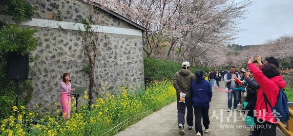 서홍동 웃물교 벚꽃구경 행사