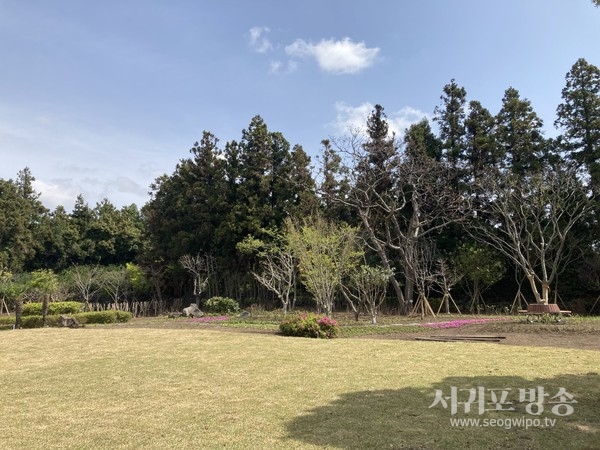 안덕초등학교 학교숲 모습