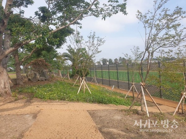 대정고등학교에 학교 숲 조성을 완료했다.