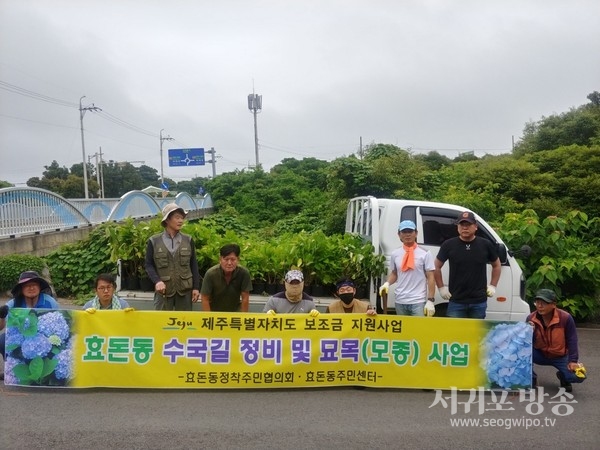 효돈동 정착주민협의회, 관내 수국길 정비로 특색있는 마을거리 조성