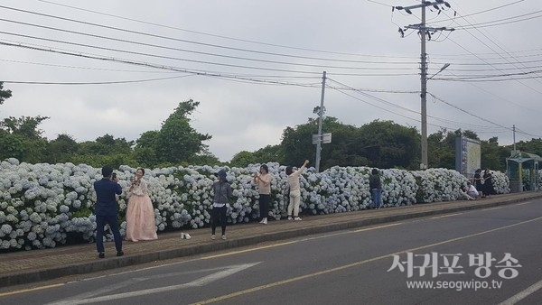 제4회 안덕면 수국과 함께하는 수눌음 헌혈·건강문화 나눔 마당전 개최