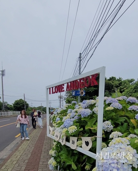 제4회 안덕면 수국과 함께하는 수눌음 헌혈·건강문화 나눔 마당전 개최