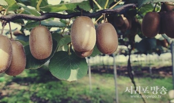 성산포 키위특화단지 조성