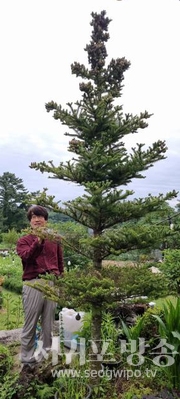 한라산 구상나무