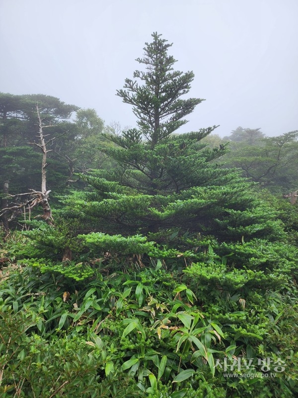 한라산 영실지역 구상나무