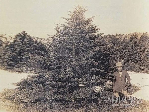 한라산 구상나무 조사 당시 사진(구상나무 명명자 윌슨 촬영)