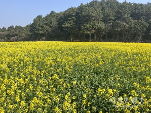 유채 계약재배 사진