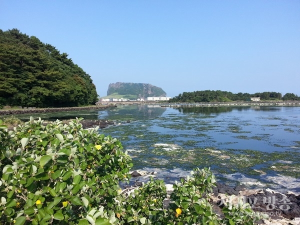 서귀포시 성산읍 오조리